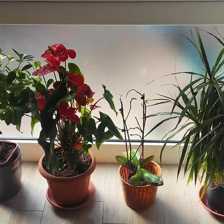 Il Labirinto B&B 술모나