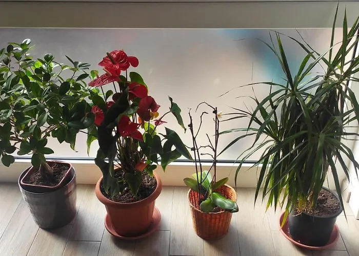 Il Labirinto Oda ve Kahvaltı Sulmona